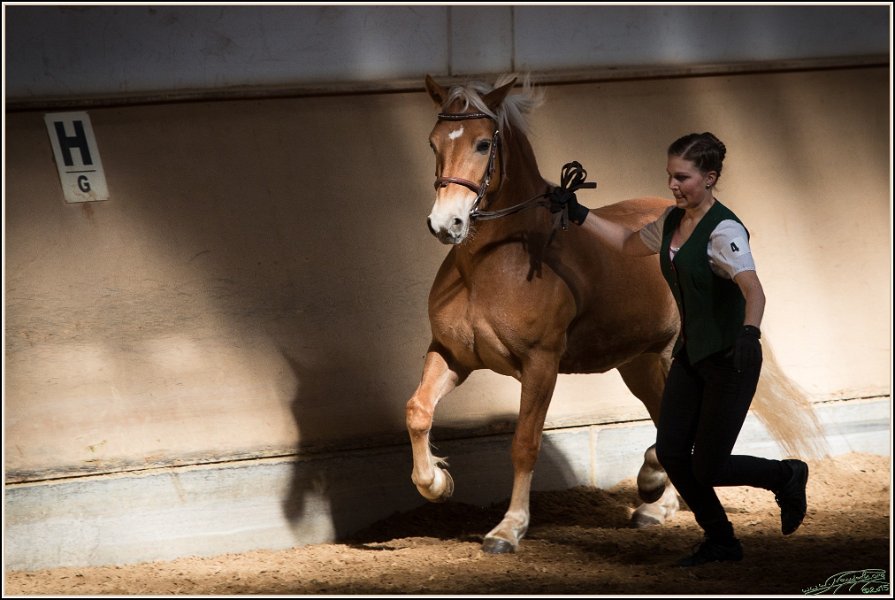 Pferd International 001